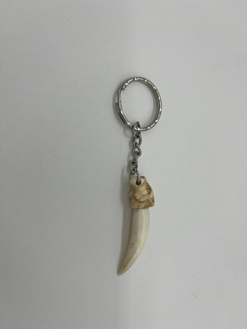 Фото Клыки рыси с головой из рога лося