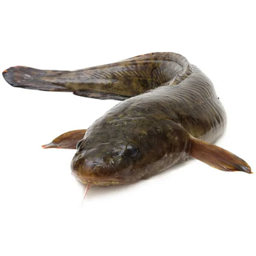 Фото Налим свежемороженый (5-12 кг)