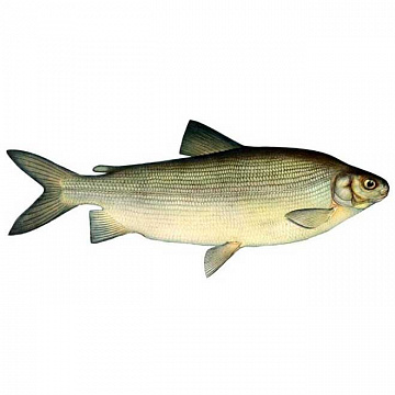 Фото Чир свежемороженый1,5-2кг