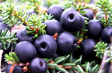 Фото Вороника свежемороженая (10 кг коробка)