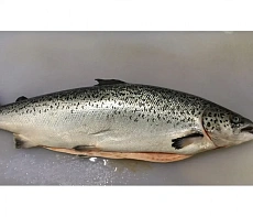 Сёмга  свежемороженая 8-10(аквакультура) потрошеная с головой ЧИЛИ 